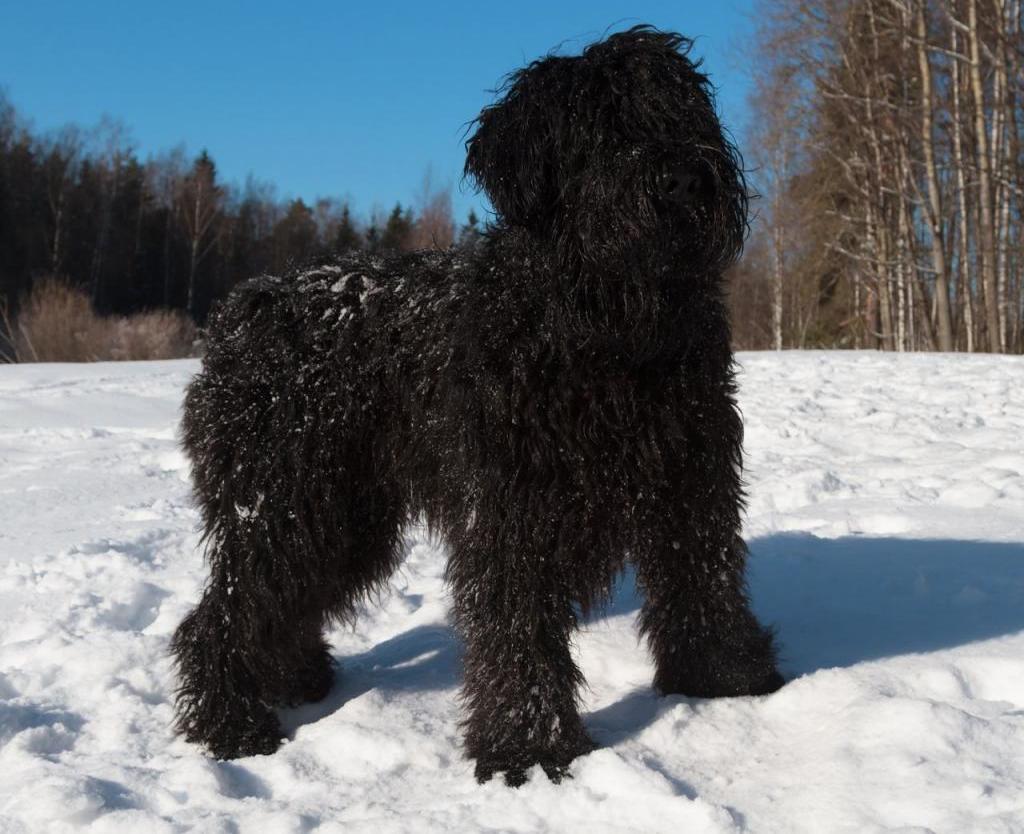 Сталинская порода собак фото и названия