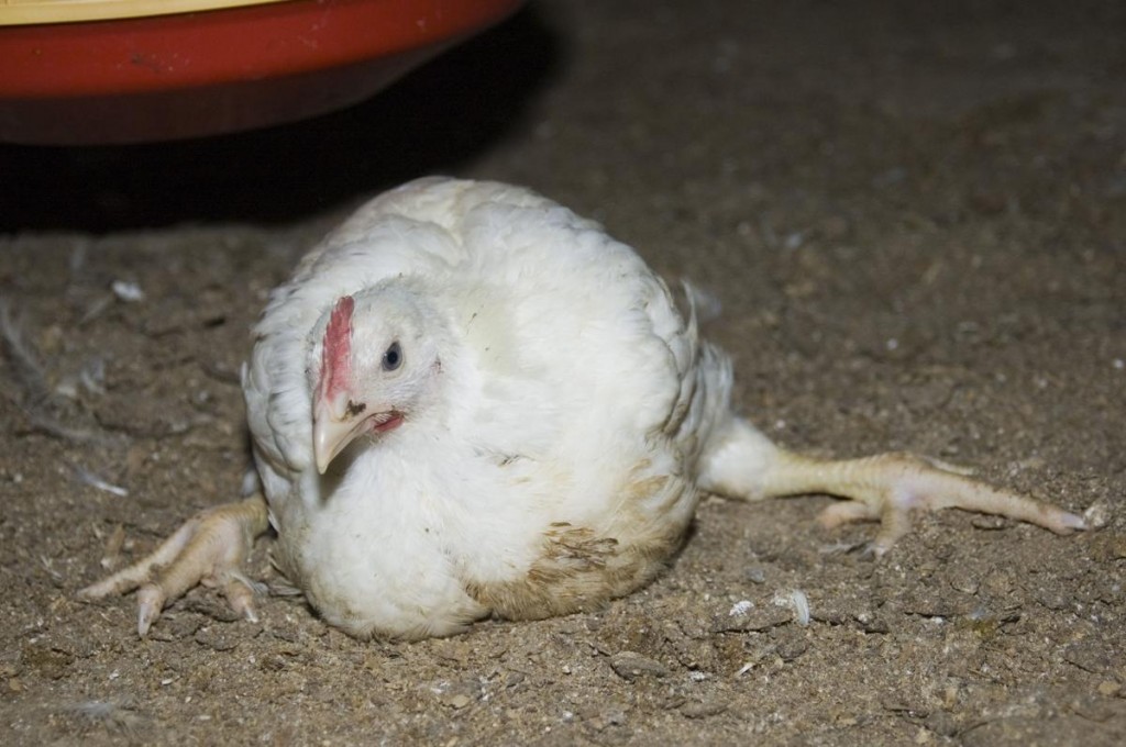 Рахит у цыплят симптомы и лечение фото