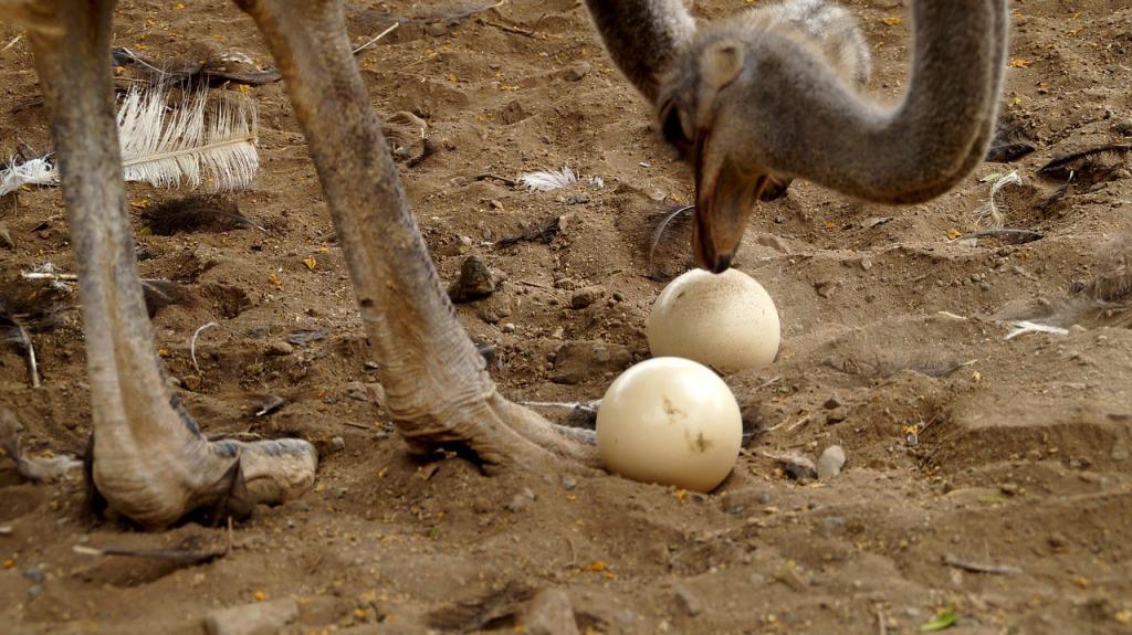 How ostriches rush