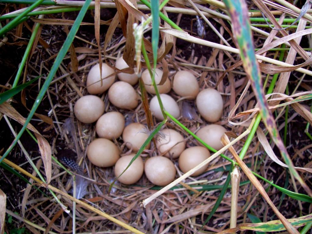 Guinea fowl nest