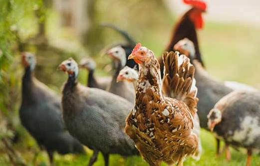 Guinea fowl and hens in the yard