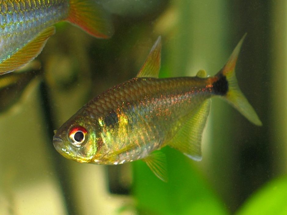 Рыбка тетра-фонарик