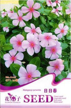 Catharanthus ampel photo