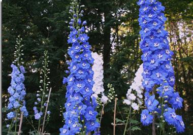 delphinium care and cultivation