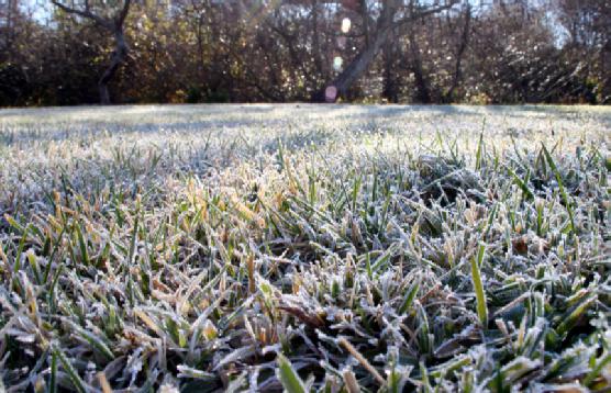 preparing the lawn of shrubs and trees for winter