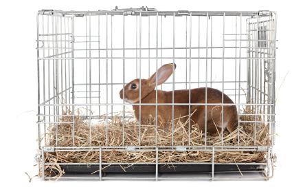кролиководство в домашних условиях клетки 