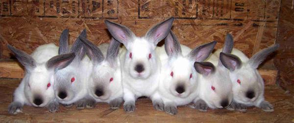 rabbit breeding in winter