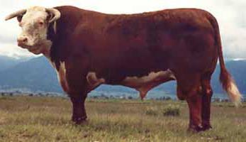 Hereford breed