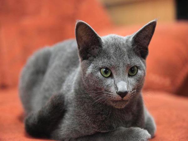 character of russian blue cats