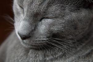 русская голубая кошка описание породы характер