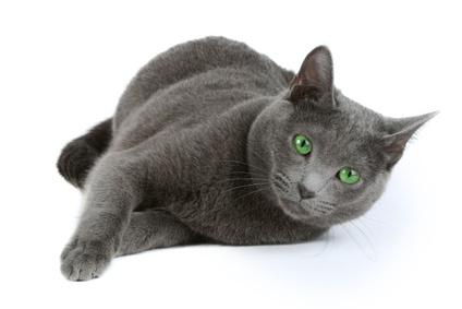 Russian blue cat description standard character