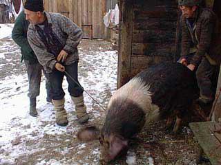 как зарезать свинью 