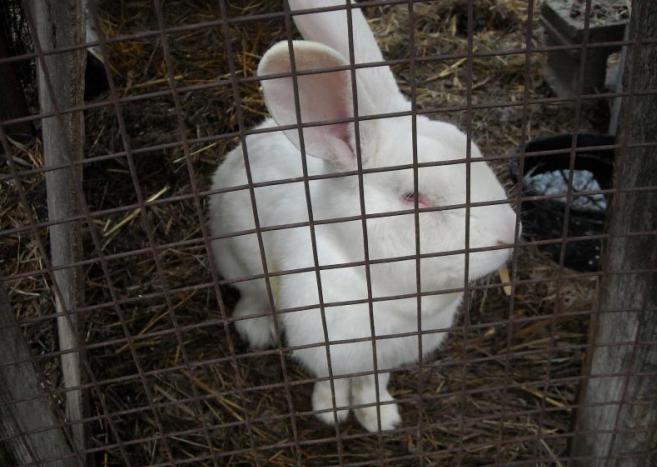 белый великан порода кроликов описание 