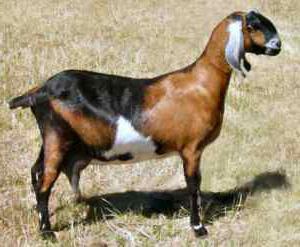 нубийская порода коз 