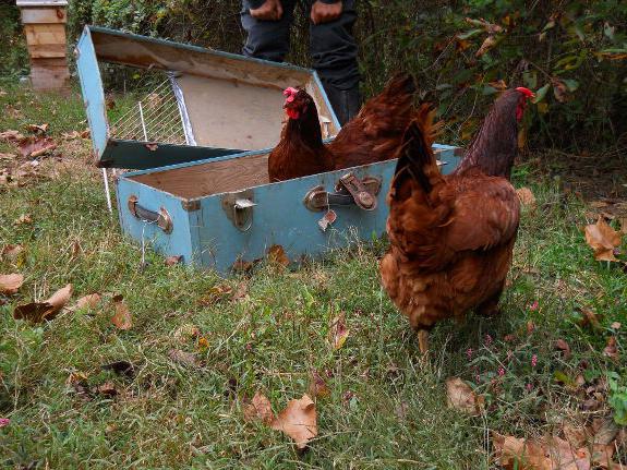 laying hens content