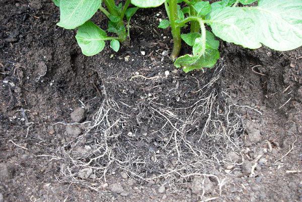 planting potatoes by the mitlider photo