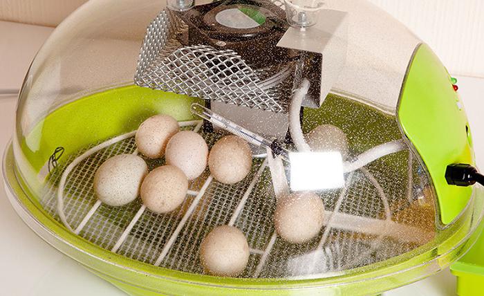 как закладывать яйца в инкубатор 