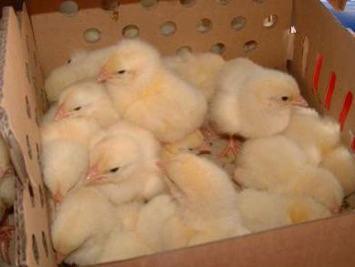 выращивание цыплят бройлеров кормим 