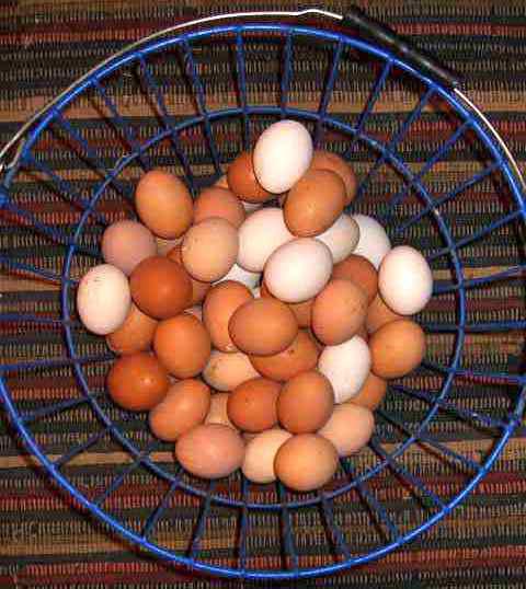 Яйца кур леггорн. Куры Леггорн яйца. Яйца карликовых курочек. Карликовые куры яйца.