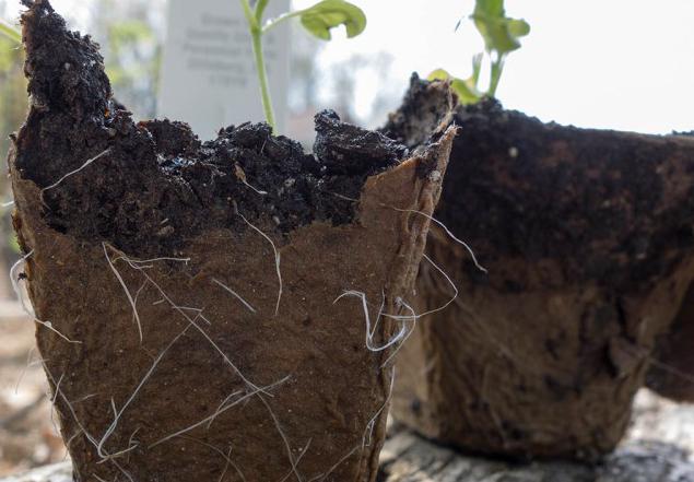 Cauliflower Seedling Growing