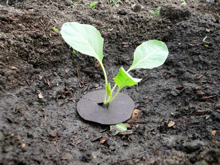 cauliflower seedlings how to plant