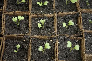 cauliflower seedlings growing