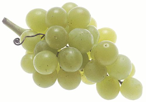 виноград богатяновский описание сорта 