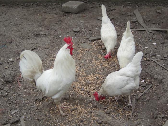 Hercules hens feeding