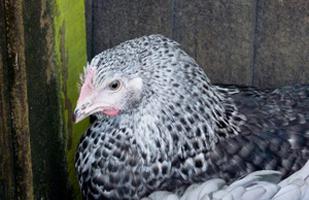 Hercules hens feeding