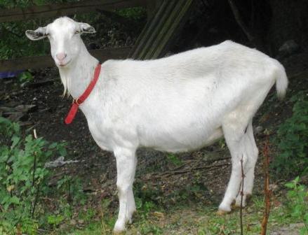 лечение мастита у коз 