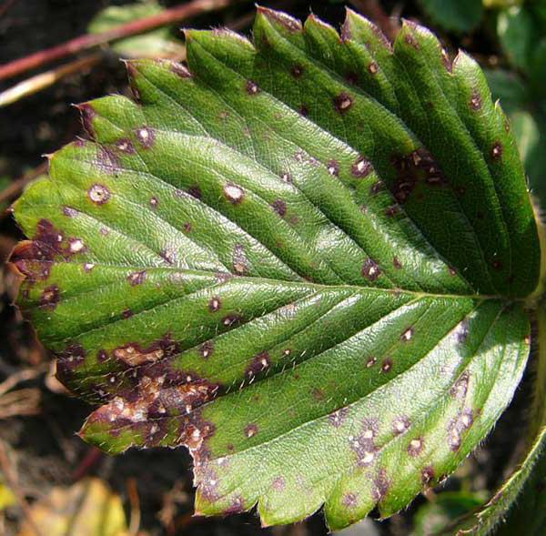 spring strawberry cultivation