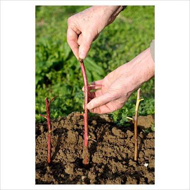 how to propagate repair raspberries