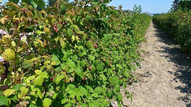 how to propagate raspberries