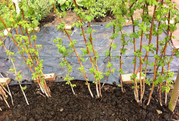 raspberry propagation and care