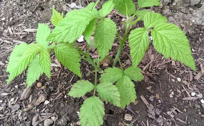 description of raspberry varieties