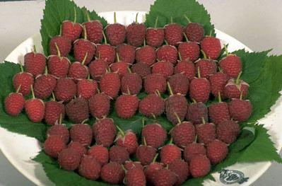 raspberry growing methods