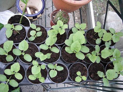 melon care in the greenhouse