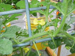 melon formation in a greenhouse