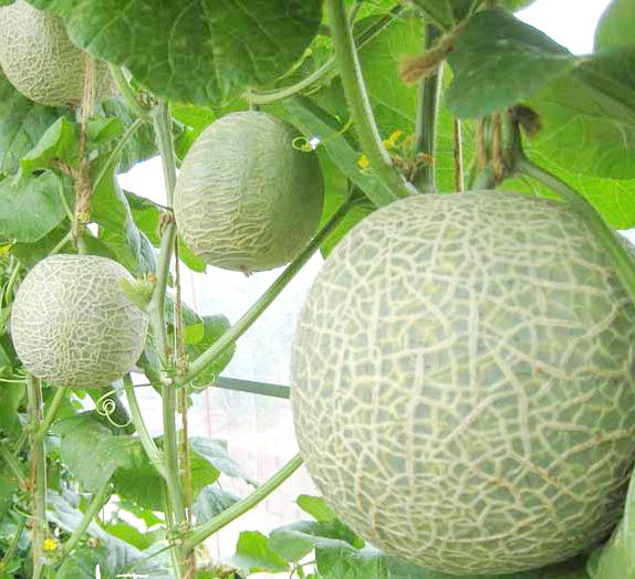 growing melon in a polycarbonate greenhouse