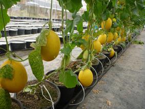 how to grow a melon in the urals in a greenhouse