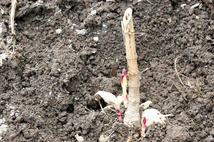 Landing a dahlia in the ground