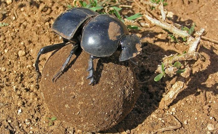 dung beetle gray