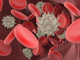Функции лейкоцитов в крови