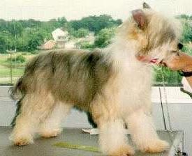 китайская хохлатая собака пуховая фото