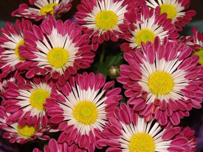 large chamomile flower