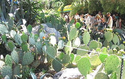никитский ботанический сад в крыму