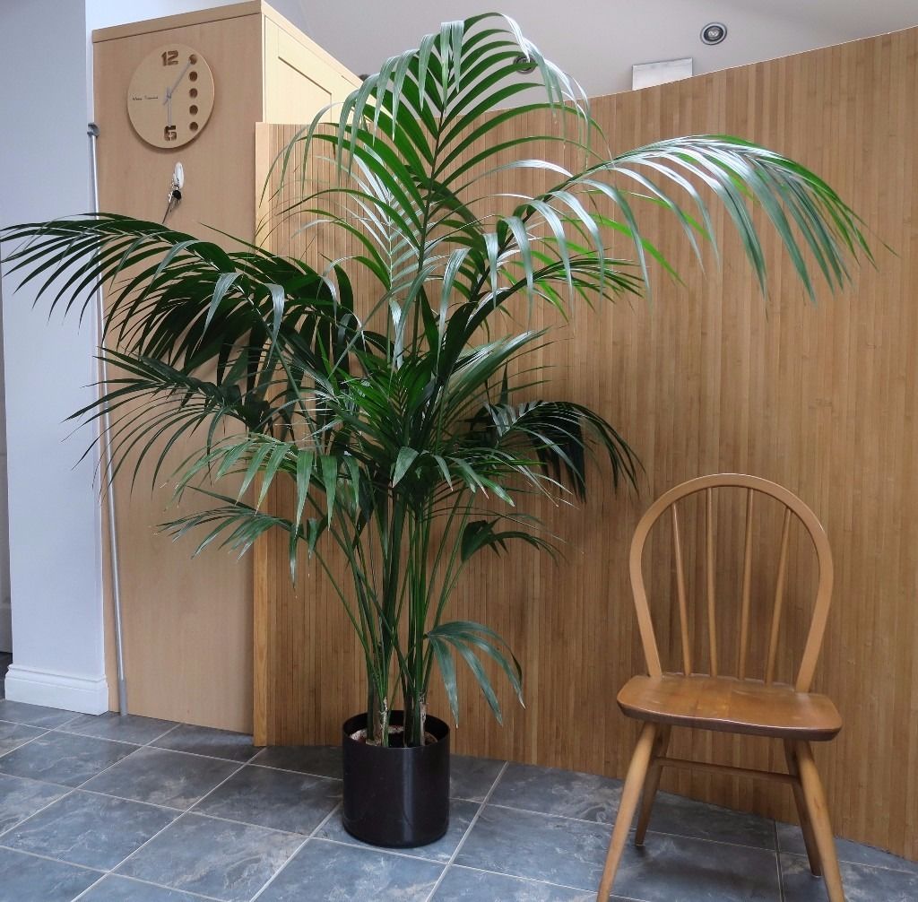 Цветы домашние комнатные название с фото пальмы