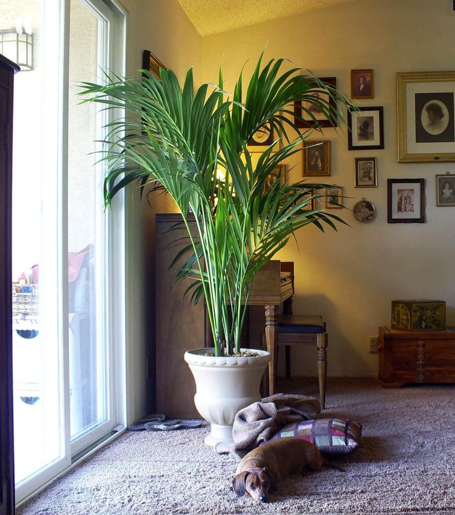 пальма в интерьере квартиры
