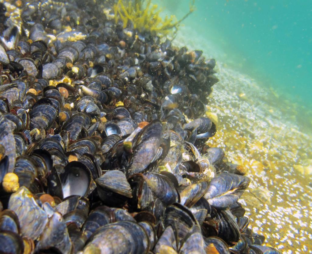 Раковины моллюсков на дне океана