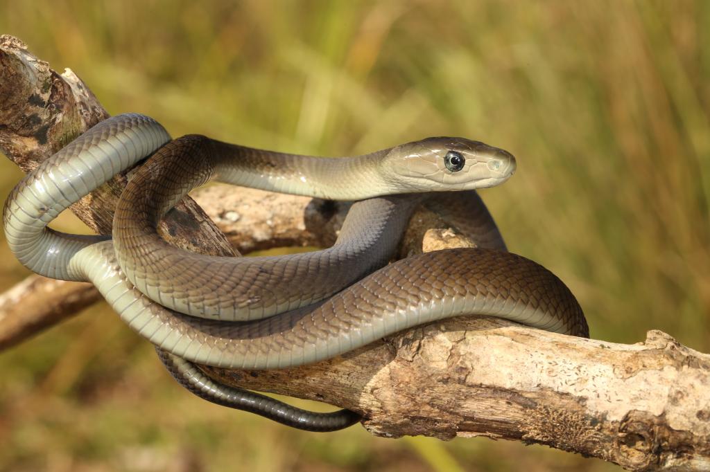 The fastest snake in the world on a tree